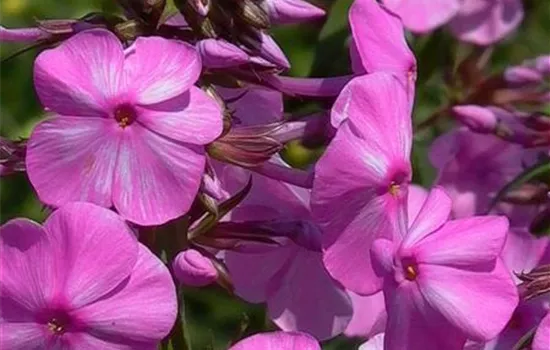 Wiesen-Flammenblume Wiesen-Flammenblume