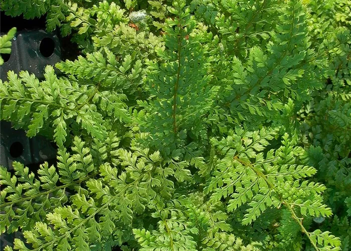 Schmale Garten-Filigranfarn 'Proliferum' Schmale Garten-Filigranfarn 'Proliferum'