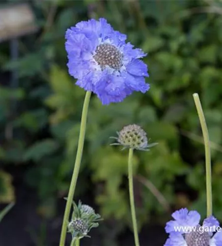 Große Garten-Skabiose 'Perfecta' Große Garten-Skabiose 'Perfecta'