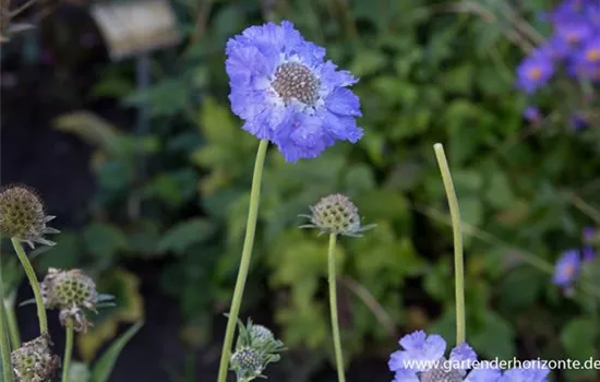 Große Garten-Skabiose 'Perfecta' Große Garten-Skabiose 'Perfecta'