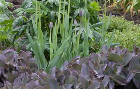 Rotbraunblättriges Garten-Fettblatt 'Xenox'®