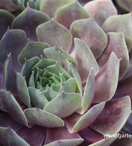 Garten-Dachwurz 'Othello' Garten-Dachwurz 'Othello'