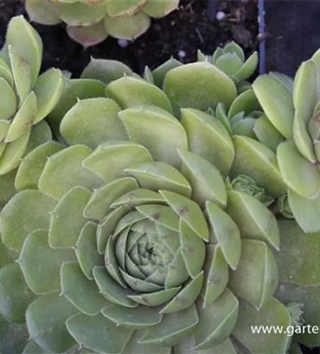 Garten-Hauswurz Garten-Hauswurz