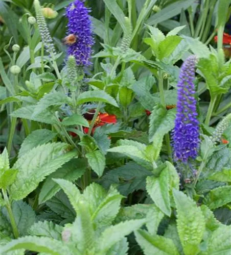 Veronica spicata 'Ulster Dwarf Blue' Veronica spicata 'Ulster Dwarf Blue'