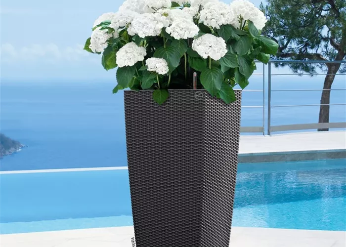 LECHUZA CUBICO Cottage 40  LECHUZA CUBICO Cottage 40