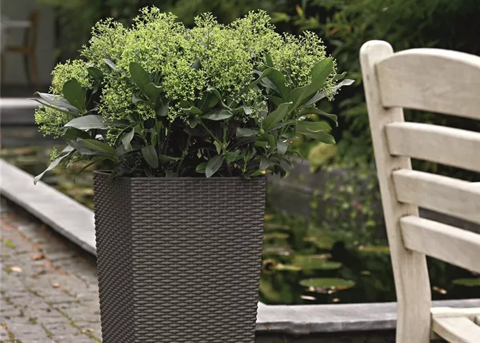 LECHUZA CUBICO Cottage 30  LECHUZA CUBICO Cottage 30