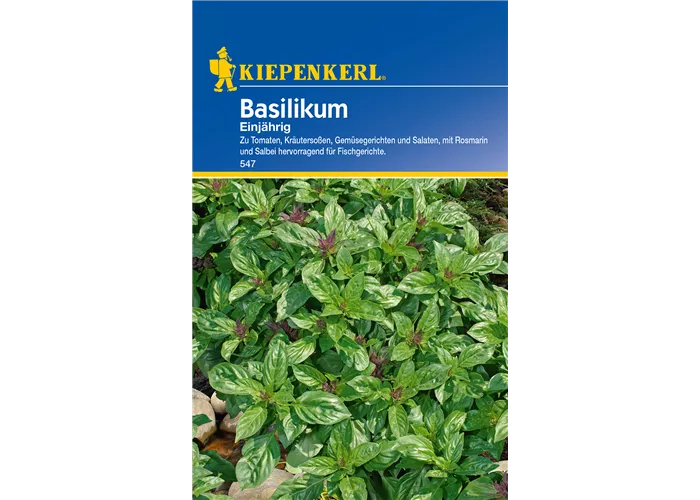 Garten-Basilikum 'Feinblättriges Grünes'