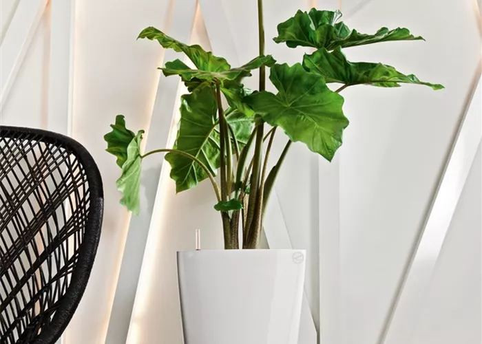 LECHUZA DELTA Premium 30  LECHUZA DELTA Premium 30