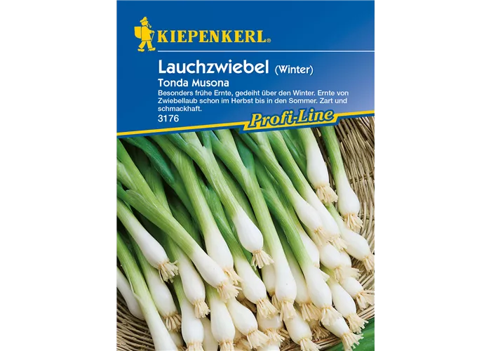 Winterlauchzwiebel 'Tonda Musona'