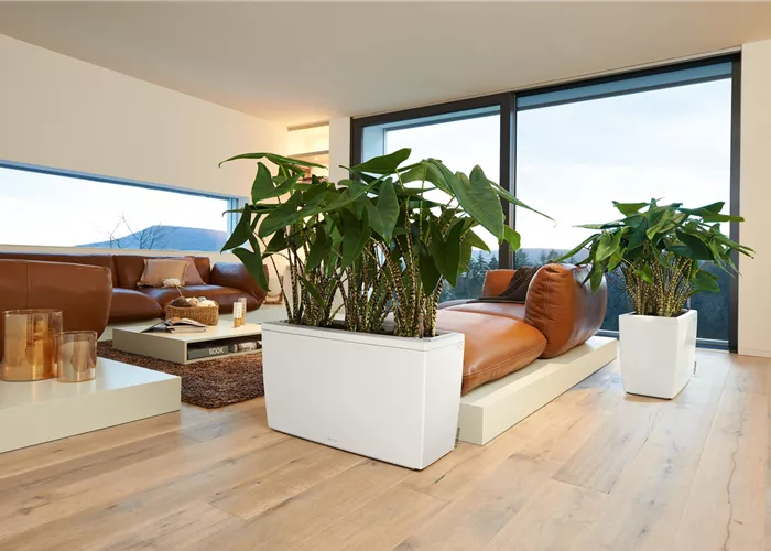 LECHUZA CARARO Premium LECHUZA CARARO Premium