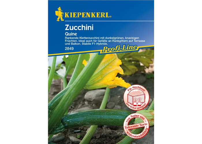 Kletter-Zucchini 'Quine' Kletter-Zucchini 'Quine'