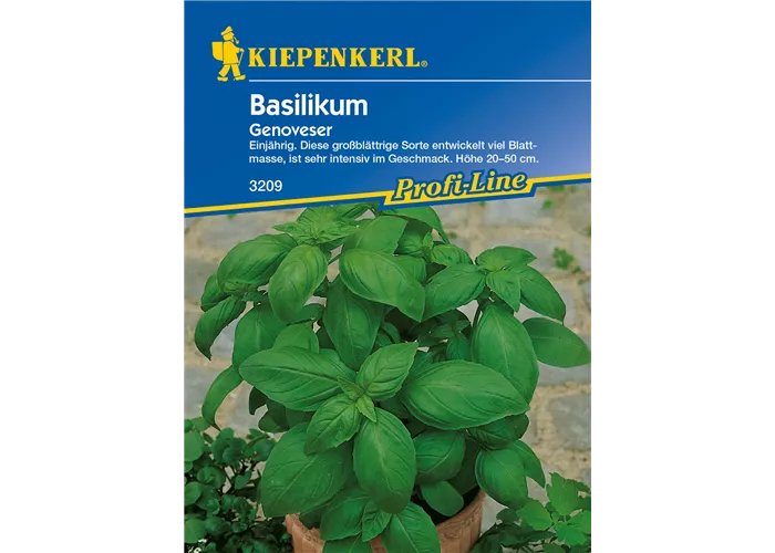 Garten-Basilikum 'Genoveser'