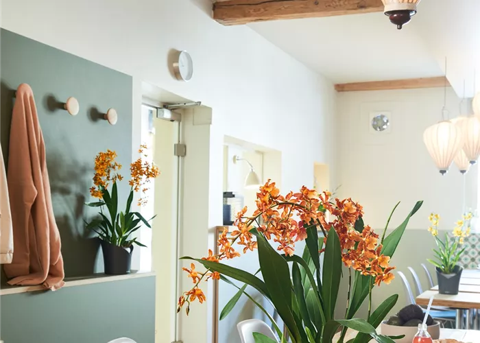 LECHUZA ORCHIDEA Color LECHUZA ORCHIDEA Color