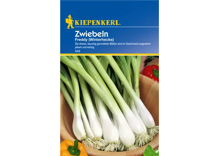 Winterzwiebel 'Freddy'