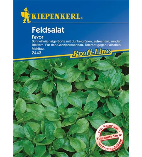 Feldsalat 'Favor'
