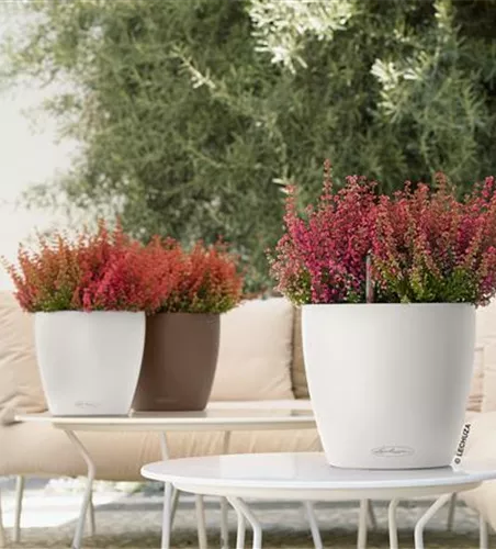 LECHUZA CLASSICO Color 28  LECHUZA CLASSICO Color 28