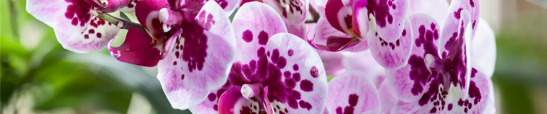 Phalaenopsis Phalaenopsis