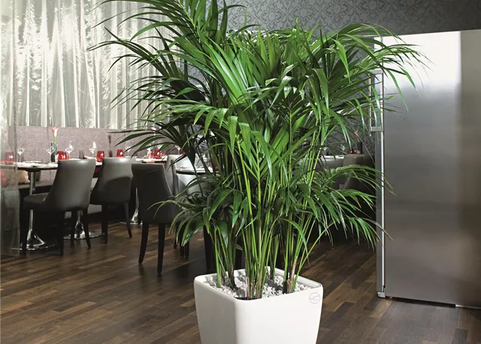 LECHUZA QUADRO Premium LS 21  LECHUZA QUADRO Premium LS 21