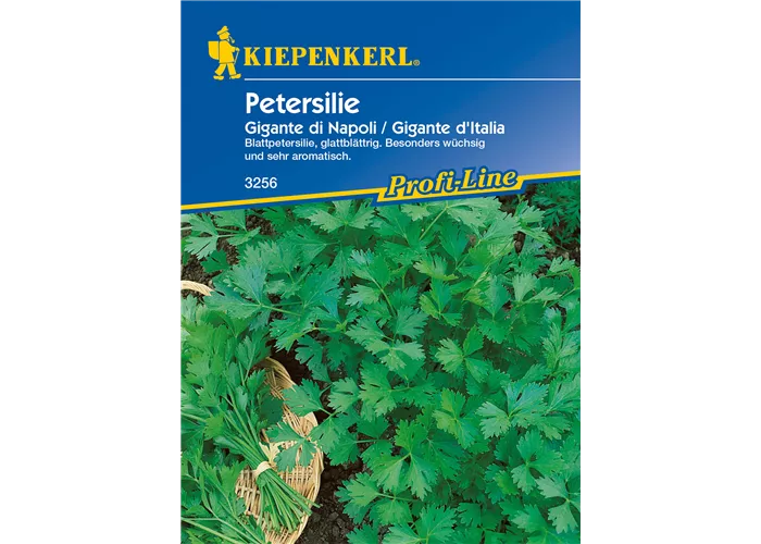 Glattblättrige Petersilie 'Gigante di Napoli'