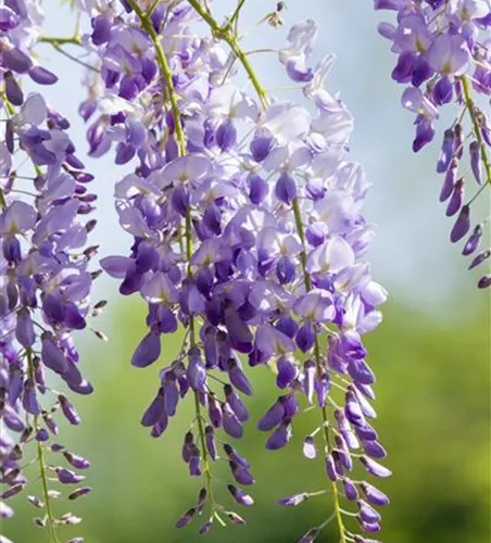 Chinesischer Blauregen 'Prolific' Chinesischer Blauregen 'Prolific'