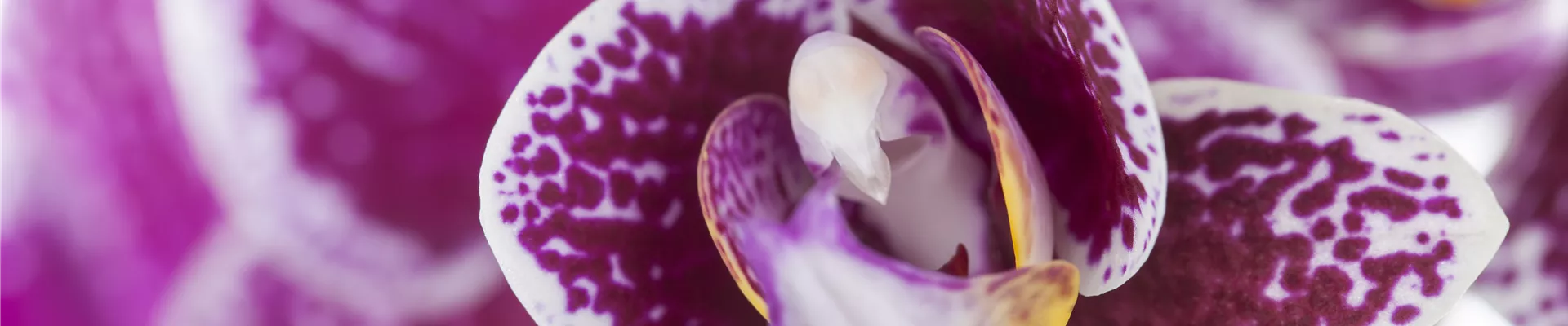 Phalaenopsis Phalaenopsis