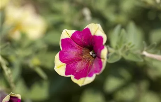 Petunie 'Chameletunia'®