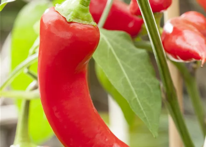 Türkische Paprika 'Sumher'