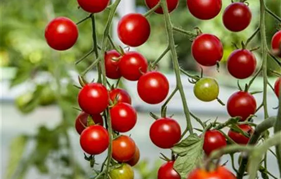 Zwerg-Tomate 'Primabella'