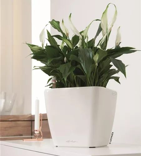 LECHUZA QUADRO Premium LS 28  LECHUZA QUADRO Premium LS 28