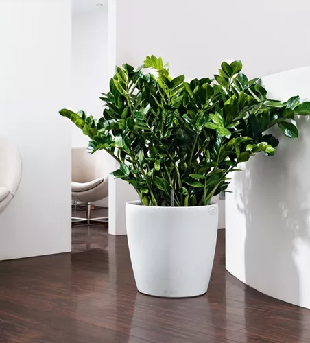 LECHUZA CLASSICO Color 70 