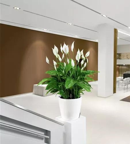 LECHUZA CLASSICO Premium 60  LECHUZA CLASSICO Premium 60