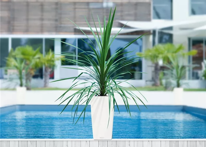 LECHUZA CUBICO Color 22  LECHUZA CUBICO Color 22