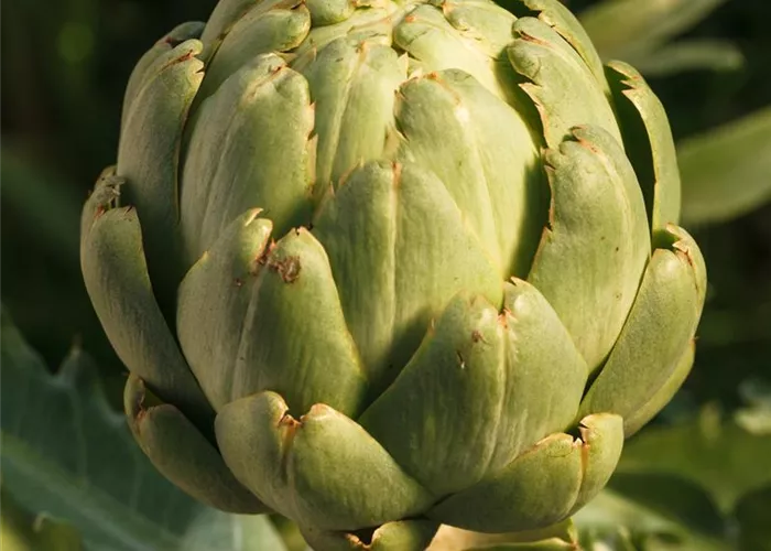 Gemüse-Artischocke 'Imperial Star'