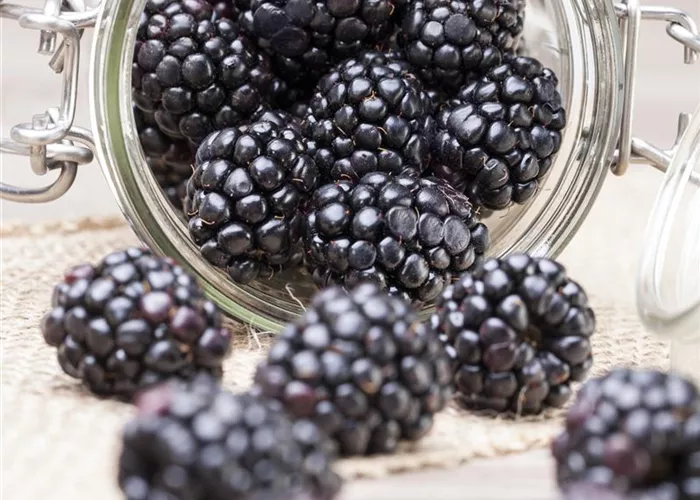Brombeere 'Coolaris® Patio Black'
