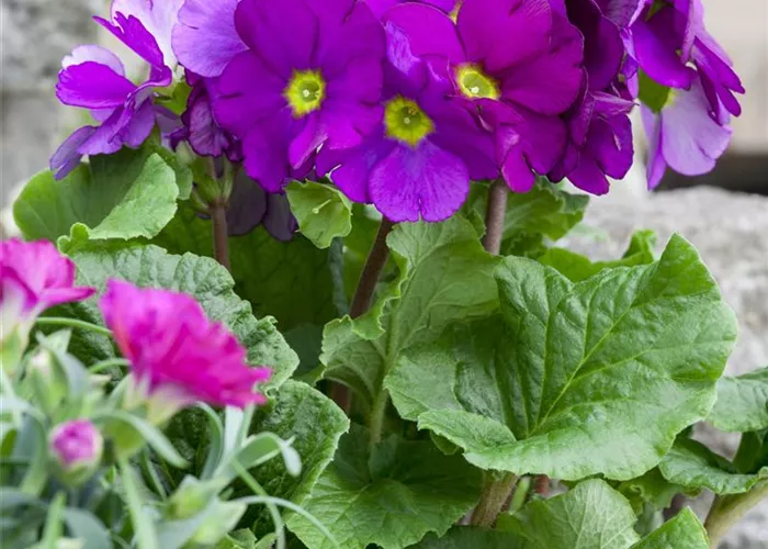 Frühlingsprimel 'Touch Me® Magenta'