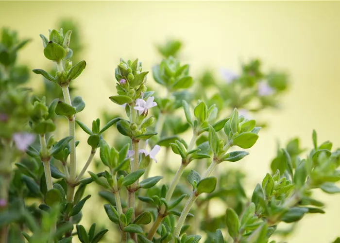 Kugelthymian 'Fredo'