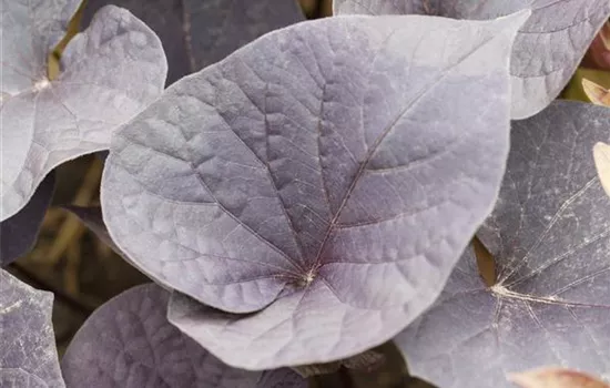 Zier-Süßkartoffel 'Papas® Purple Heart' Zier-Süßkartoffel 'Papas® Purple Heart'