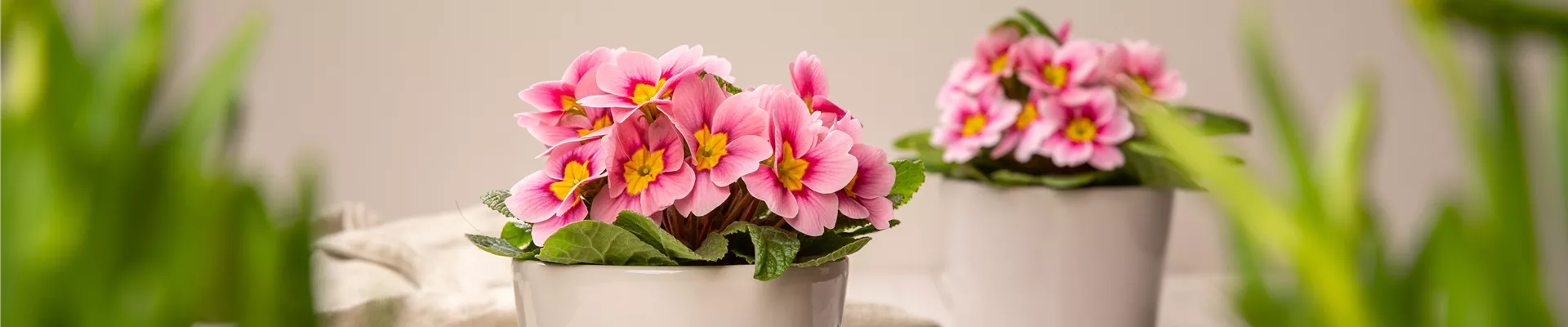 Frühblüher - Primeln im Ambiente