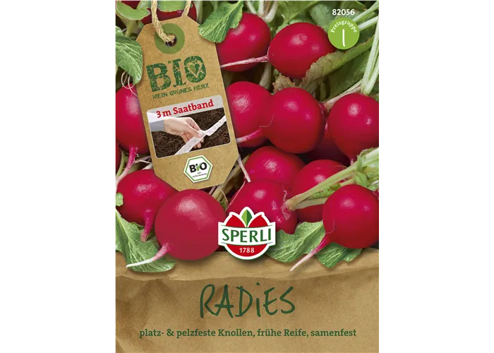 Radieschen 'Rudolf'