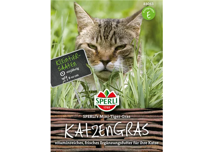 Katzengras