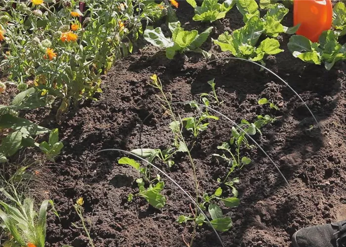 Radieschen - Aussaat und Aufzucht