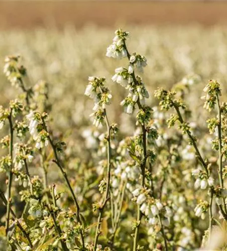 Heide-Heidelbeere Heide-Heidelbeere