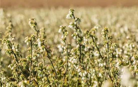 Heide-Heidelbeere Heide-Heidelbeere