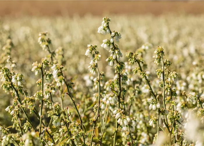 Heide-Heidelbeere Heide-Heidelbeere