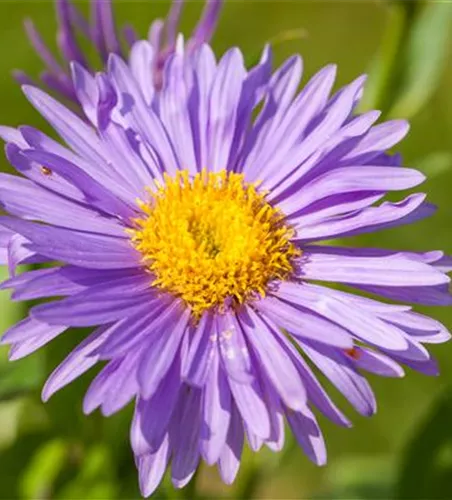Alpen-Aster Alpen-Aster
