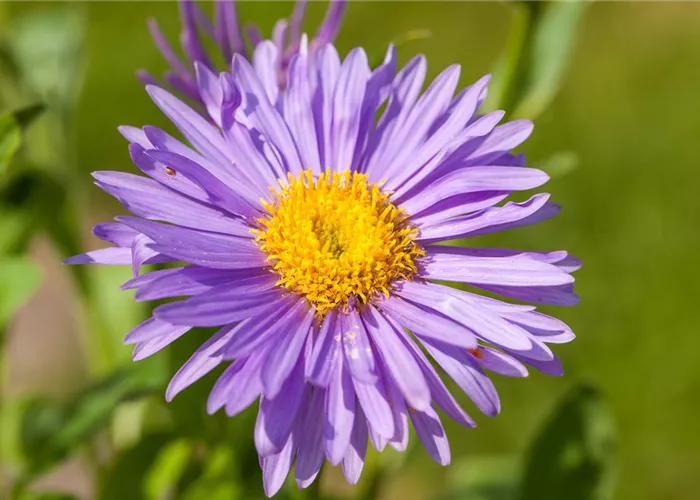 Alpen-Aster