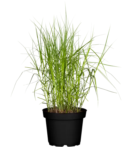 Carex muskingumensis Carex muskingumensis