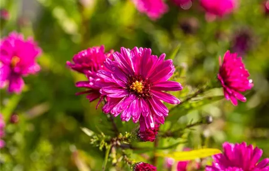 Garten-Glattblatt-Aster 'Royal Ruby' Garten-Glattblatt-Aster 'Royal Ruby'