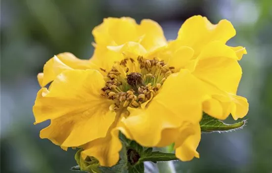 Chilenische Nelkenwurz Chilenische Nelkenwurz