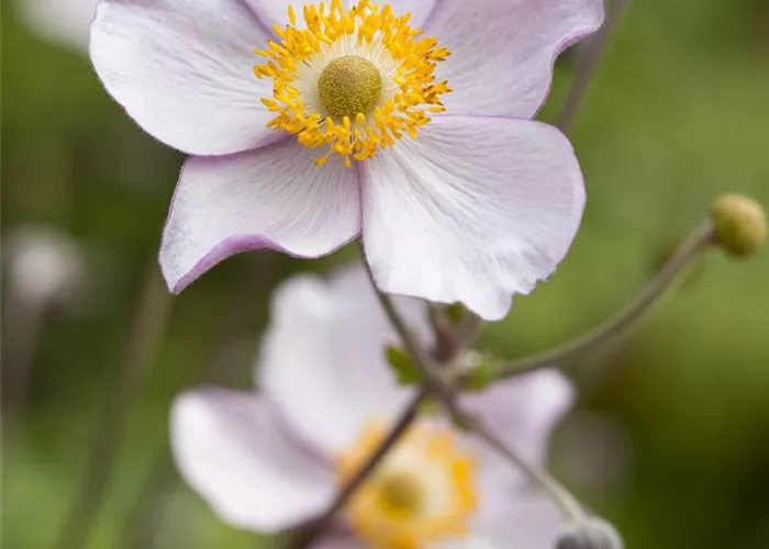 Garten-Herbst-Anemone 'Prinz Heinrich'
